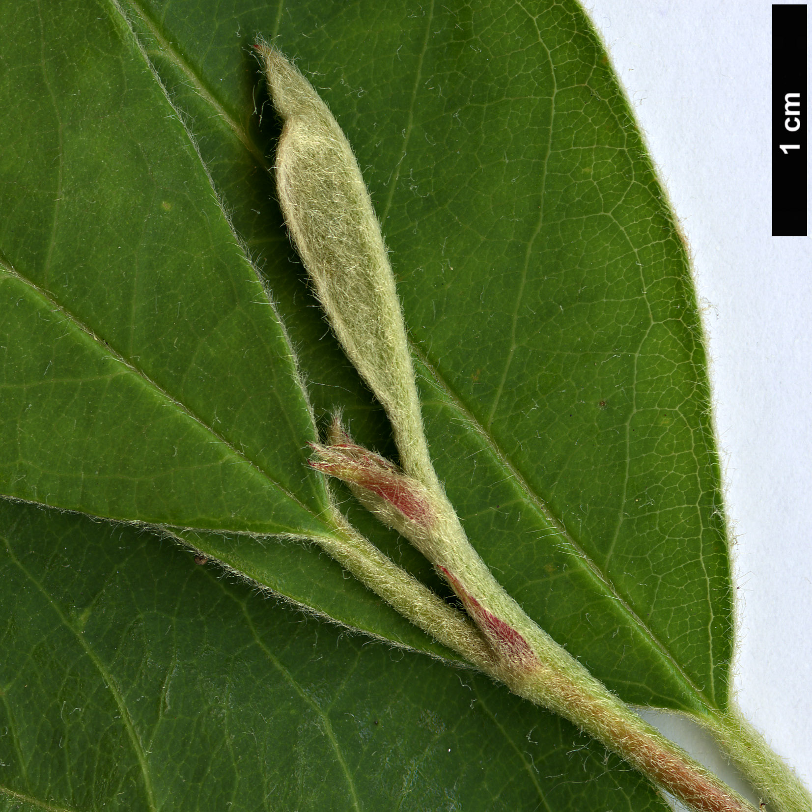 High resolution image: Family: Rosaceae - Genus: Cotoneaster - Taxon: arbusculus